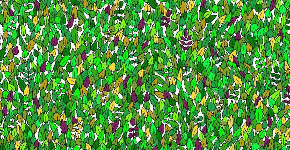 Reto visual de encontrar rana