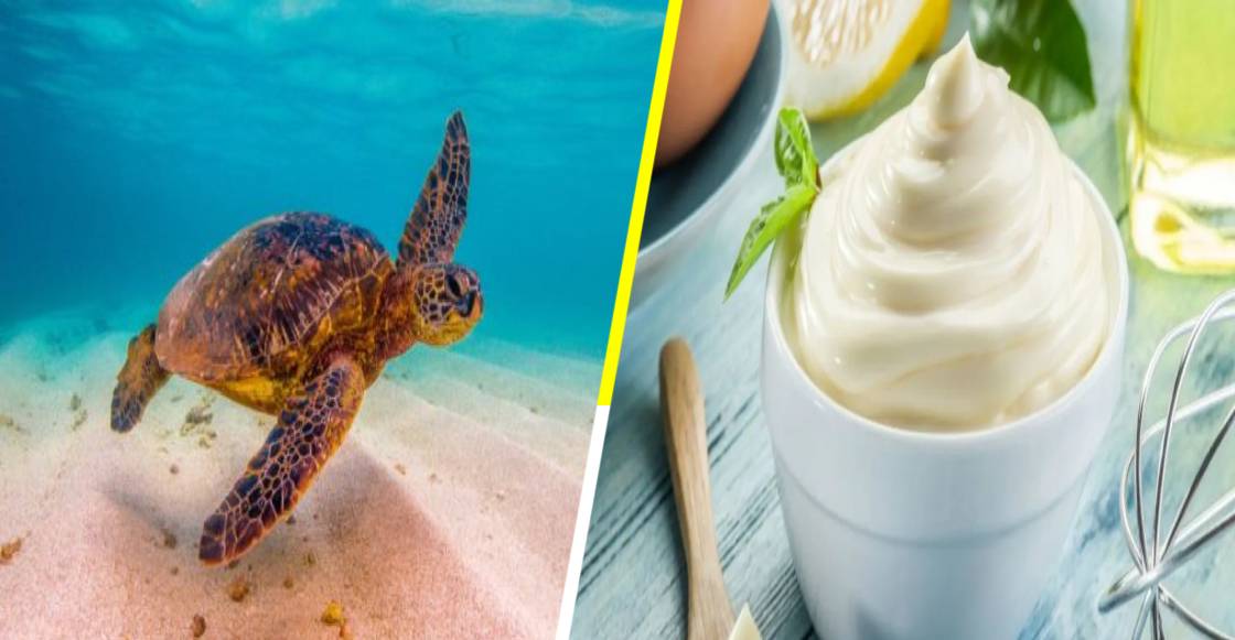 La inusual estrategia para salvar a las tortugas marinas con mayonesa