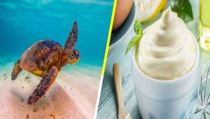 La inusual estrategia para salvar a las tortugas marinas con mayonesa