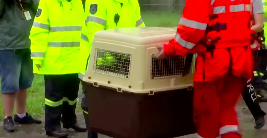 20-perritos-australia