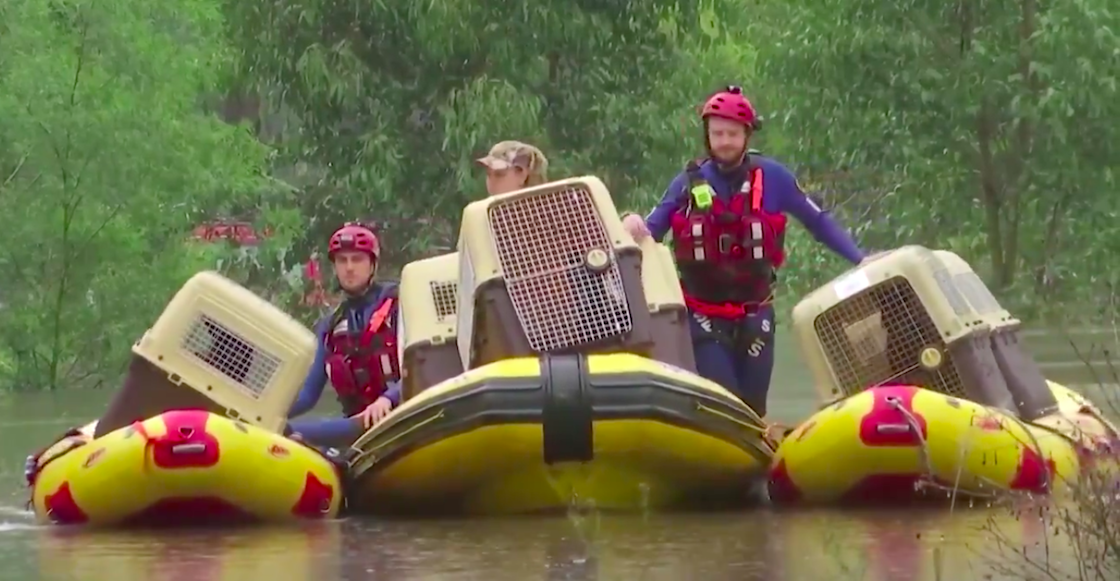 20-perritos-rescatados-morir-ahogados-australia