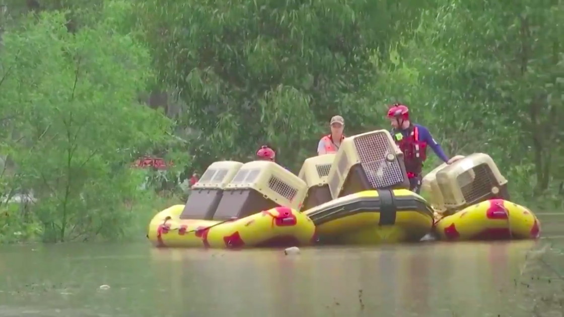 20-perritos-rescatados-morir-ahogados