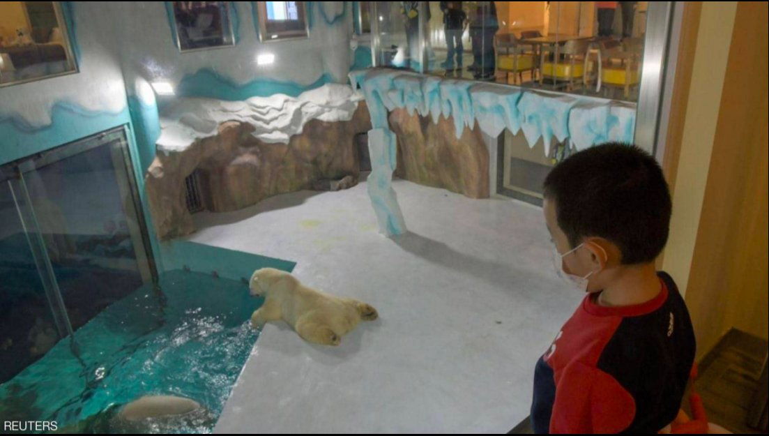 WTF! China estrena hotel con osos polares dentro de las habitaciones