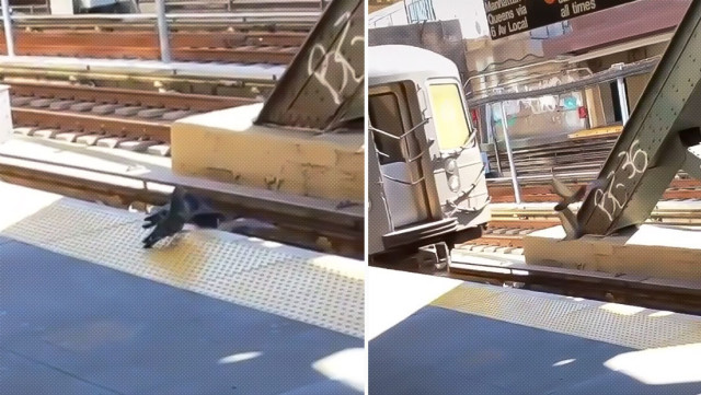 Palomas asesinan a su compañera discapacitada, arrojándola a las vías del metro