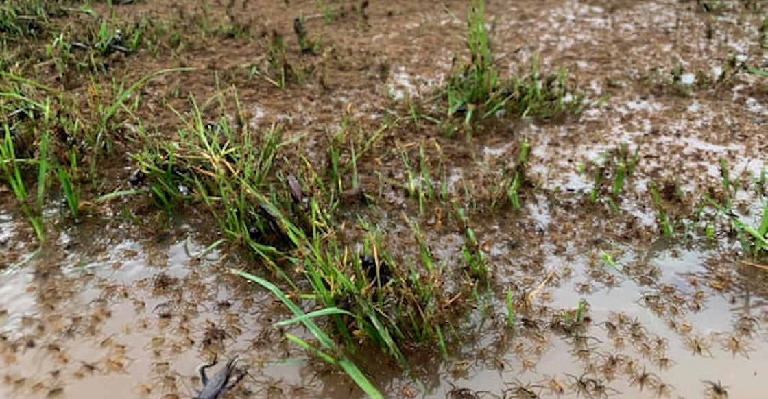 aranas-australia-inundaciones-fotos-videos-new-south-wales-02