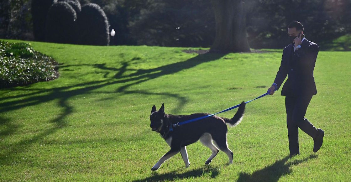 biden-perro-casa-blanca-mordido-historia-major-dos-02