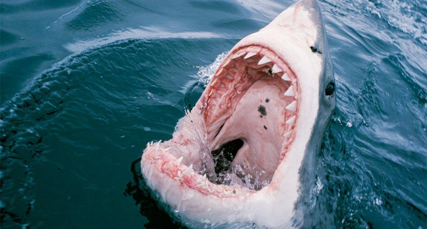 Descubren en México fósil de un inusual tiburón ‘alado’ del periodo cretácico