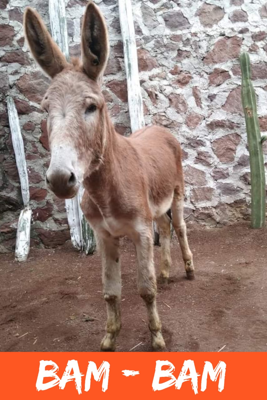 burro-burrolandia