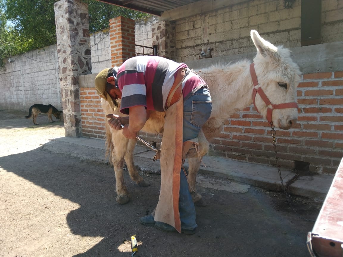 burrolandia-otumba