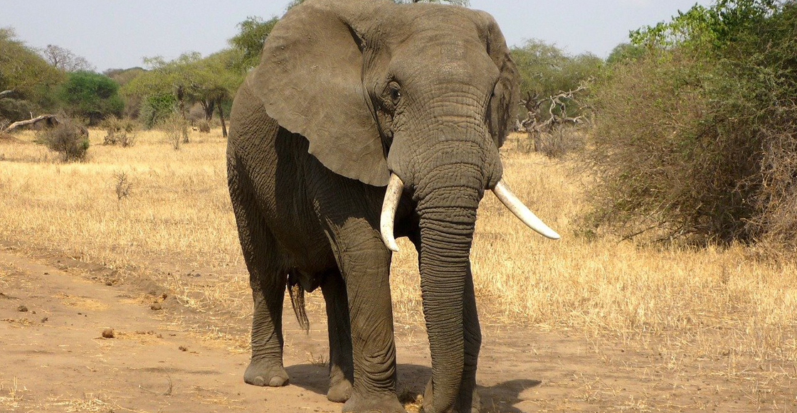 elefante-especie-africa