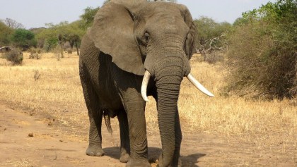 elefante-especie-africa