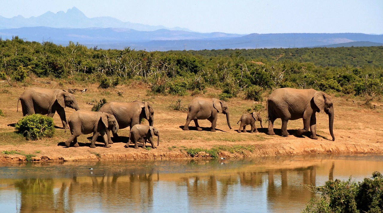 elefantes-africanos-extinción