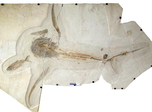 Descubren en México fósil de un inusual tiburón ‘alado’ del periodo cretácico