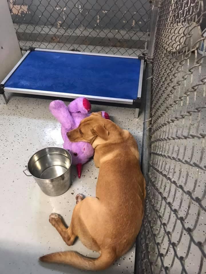 foto-perro-unicornio