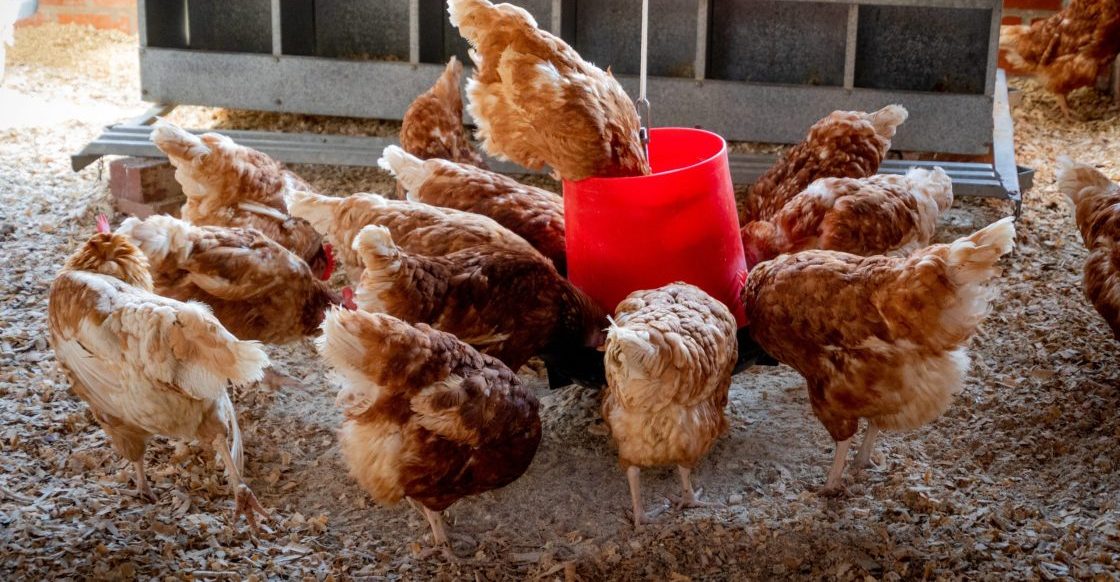gripe aviar animales de granja