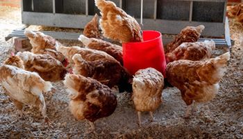 gripe aviar animales de granja
