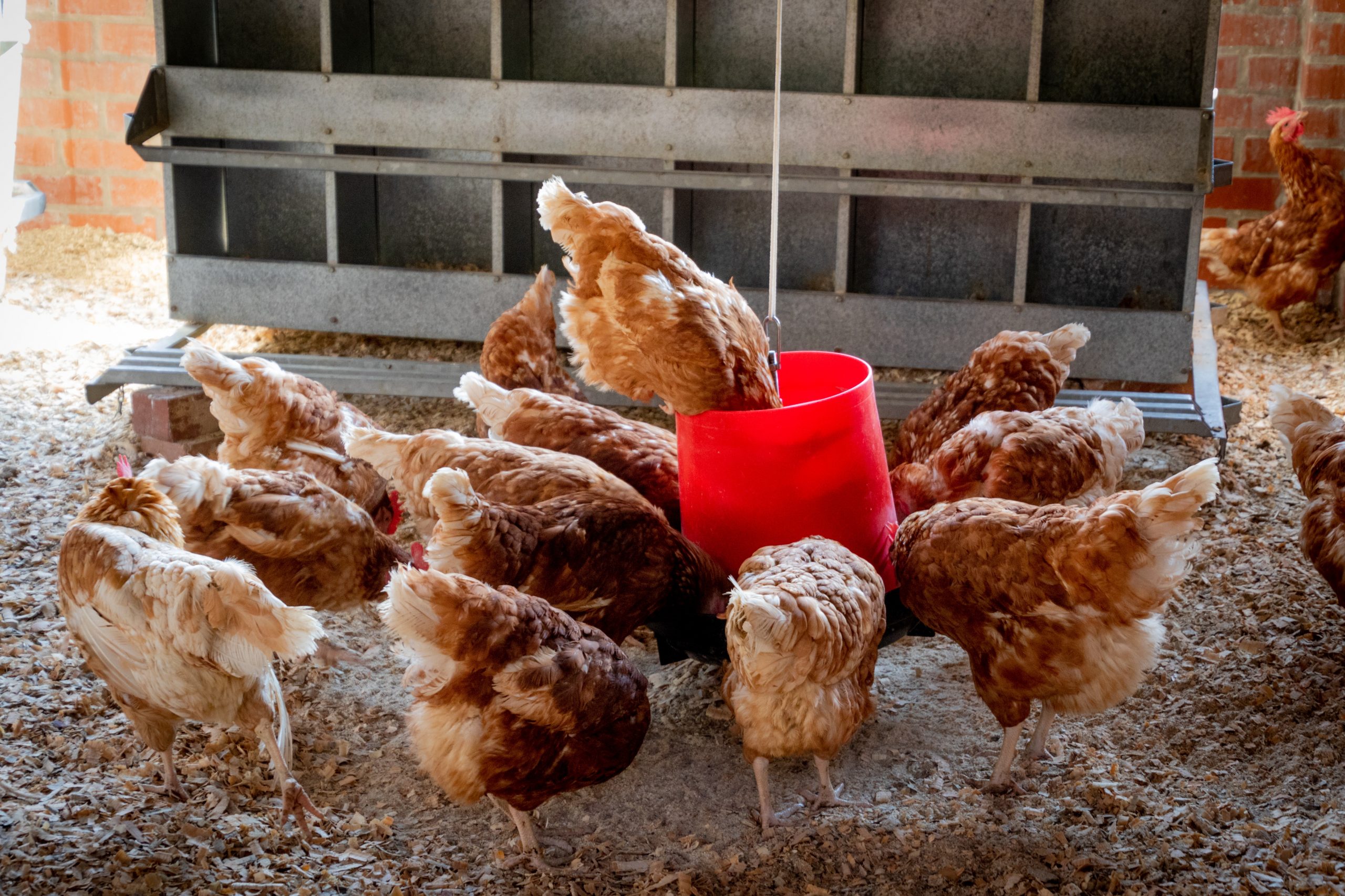 Lo que faltaba: Rusia advierte sobre gripe aviar que podría transmitirse entre humanos