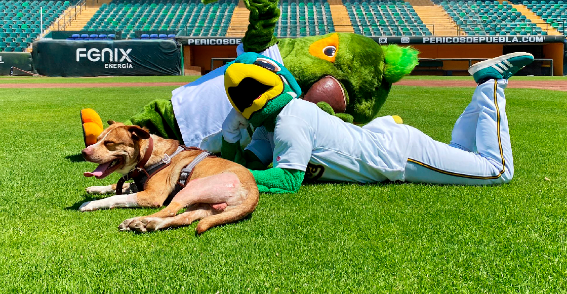 Me 'paro de pie': Pericos de Puebla adopta a perrito que fue rescatado en la CDMX