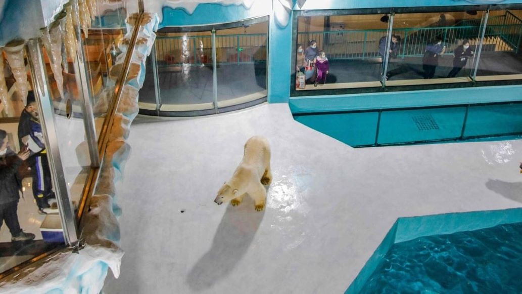WTF! China estrena hotel con osos polares dentro de las habitaciones