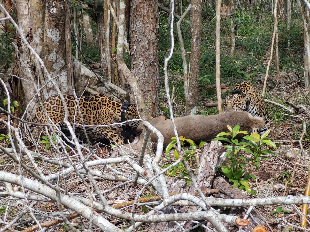 jaguar-liberacion-mexico
