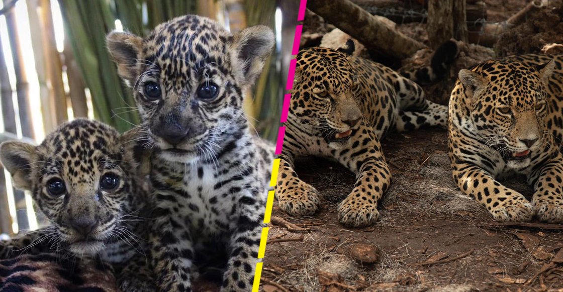 jaguares-conservacion-proyecto-gato