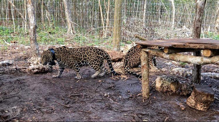 jaguares-hembra-proyecto-tren-maya-gato