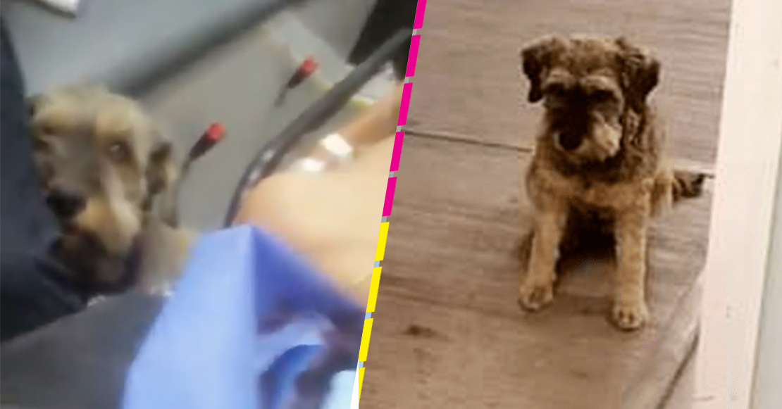 Juan, el perrito que acompañó a su dueño en ambulancia