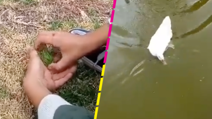 Ay, no: Niño libera una rana... y un pato terminó comiéndosela de un solo bocado