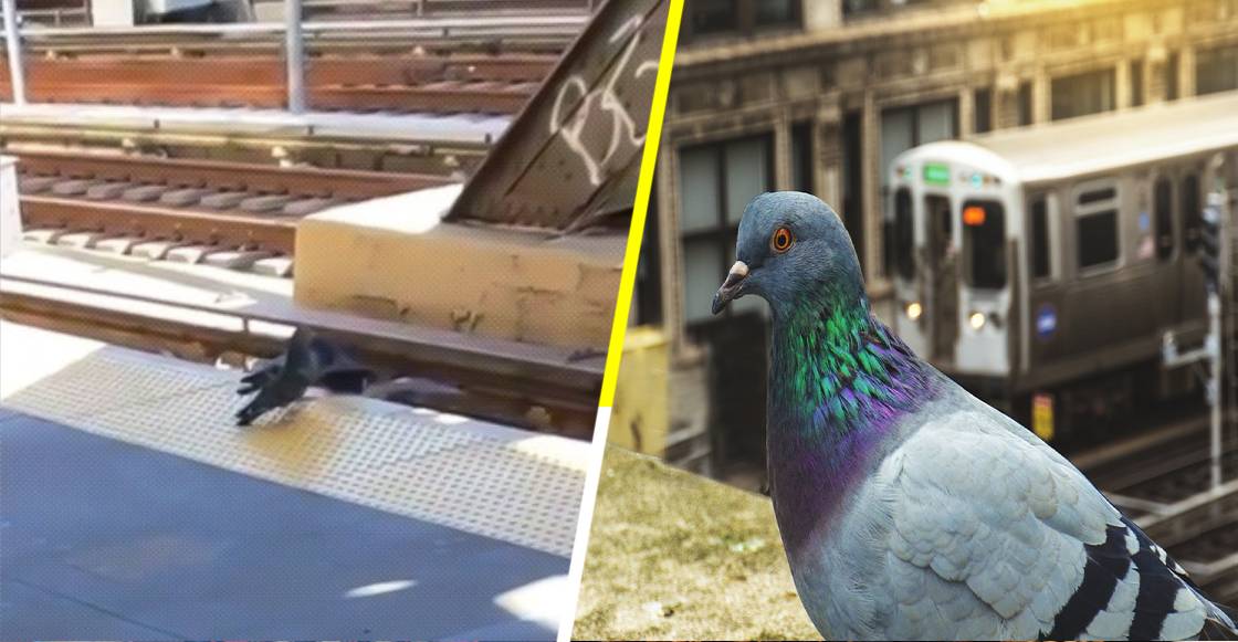 Palomas asesinan a su compañera discapacitada, arrojándola a las vías del metro