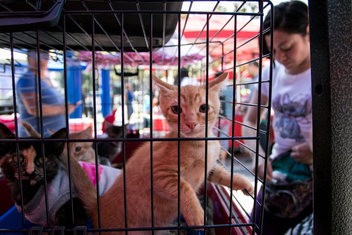 paot-cuidado-animales-cdmx.