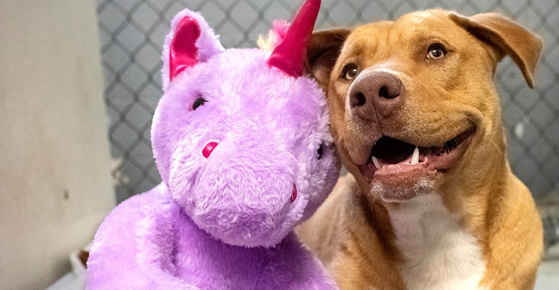 peluche-unicornio-california