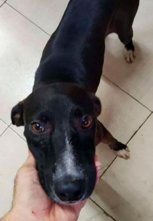 Sniff: Perrito callejero entra a una veterinaria para pedir ayuda 