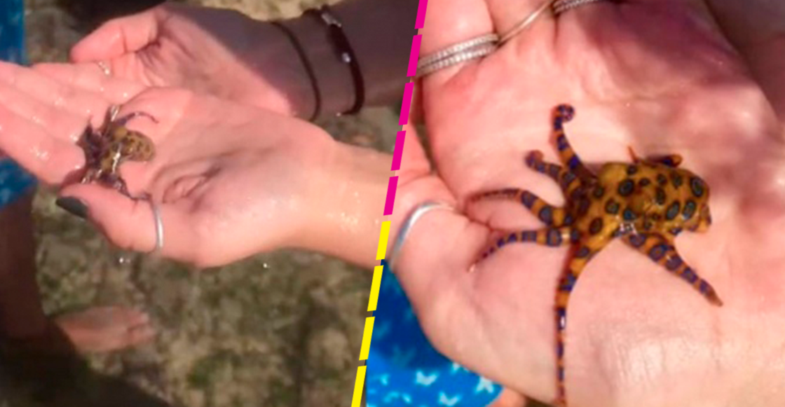 La libró: TikToker juega con pulpo sin saber que era uno de los más venenosos del mundo