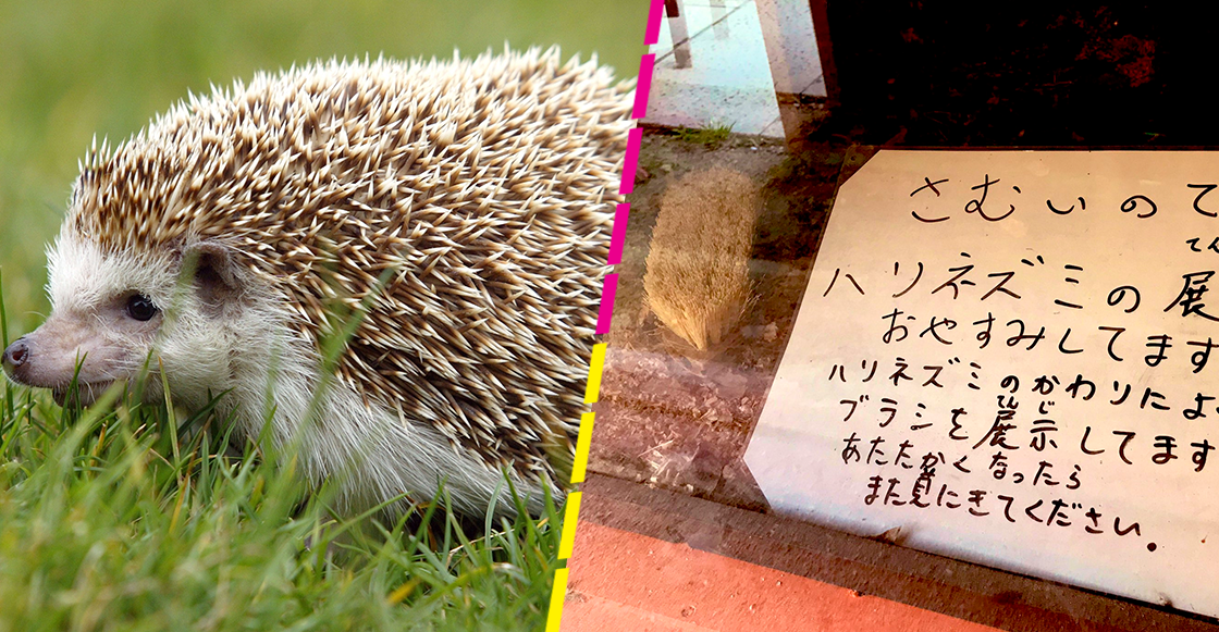 Nadie lo notará: Zoológico reemplaza a un pequeño erizo... con un cepillo