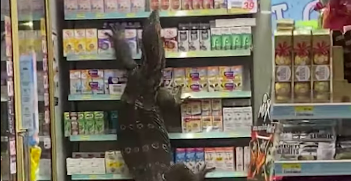 ama-lagartijo-dragon-komodo-video-seven-7-eleven-tailandia-lagarto-02