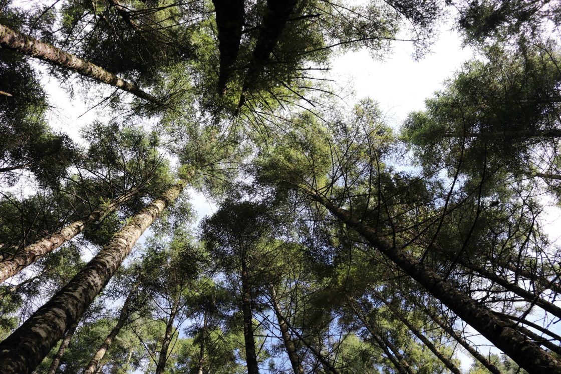 CIUDAD DE MÉXICO, 31DICIEMBRE2018.- Actividades ganaderas en los bosques de la alcaldía de Milpa Alta.