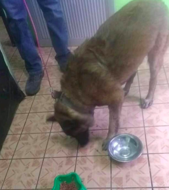 capitan-perro-chihuahua