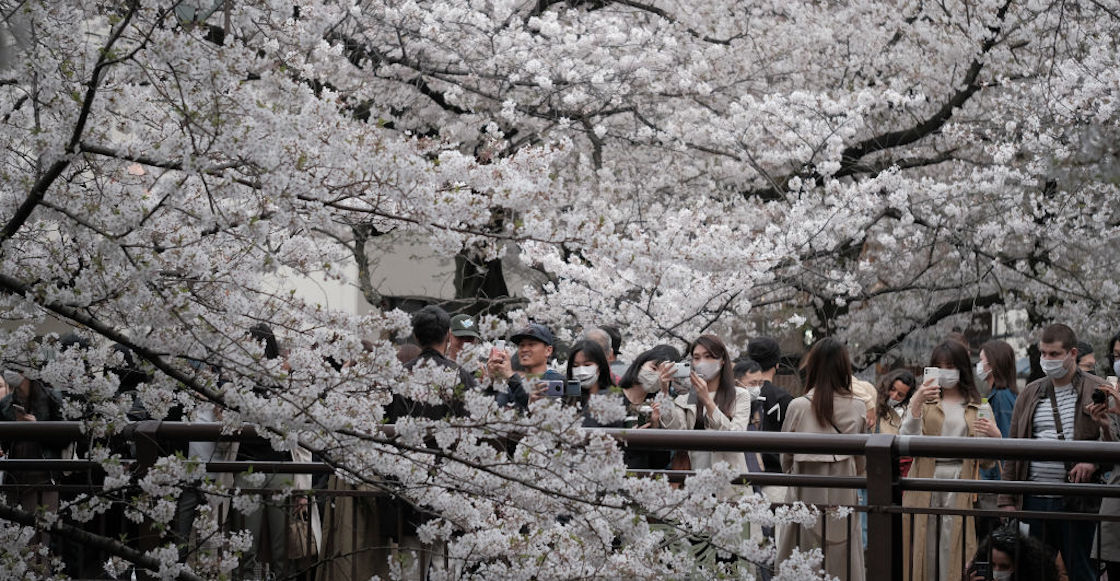 cerezos-japon-marzo-flores-rosas-cambio-climatico-calentamiento-global-preocupante-01