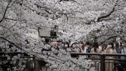 cerezos-japon-marzo-flores-rosas-cambio-climatico-calentamiento-global-preocupante-01