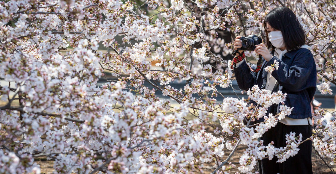 cerezos-japon-marzo-flores-rosas-cambio-climatico-calentamiento-global-preocupante-02