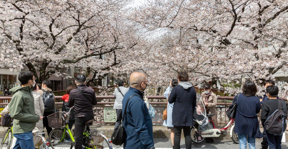cerezos-japon-marzo-flores-rosas-cambio-climatico-calentamiento-global-preocupante-03
