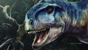 Hear me roar! Descubren nueva especie de dinosaurio carnívoro en Argentina