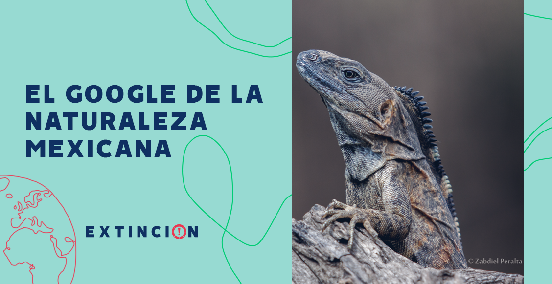 extincion-conabio-google-naturaleza-mexicana-03