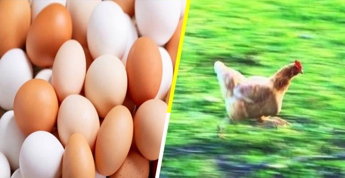 Granja es obligada a donar 1.2 millones de huevos por subir los precios durante la pandemia