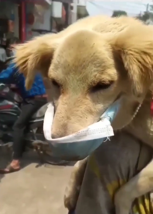 Este hombre le pone su único cubrebocas a su perro para protegerlo del Covid-19