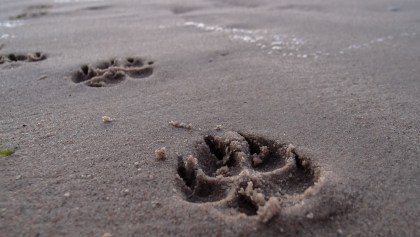 huellas-perros.playa