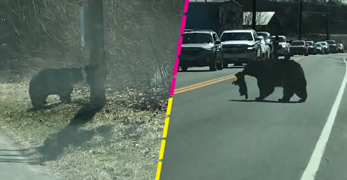 Ternura mil: Mamá osa batalla con sus cachorros al intentar cruzar la calle