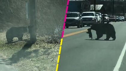 Ternura mil: Mamá osa batalla con sus cachorros al intentar cruzar la calle