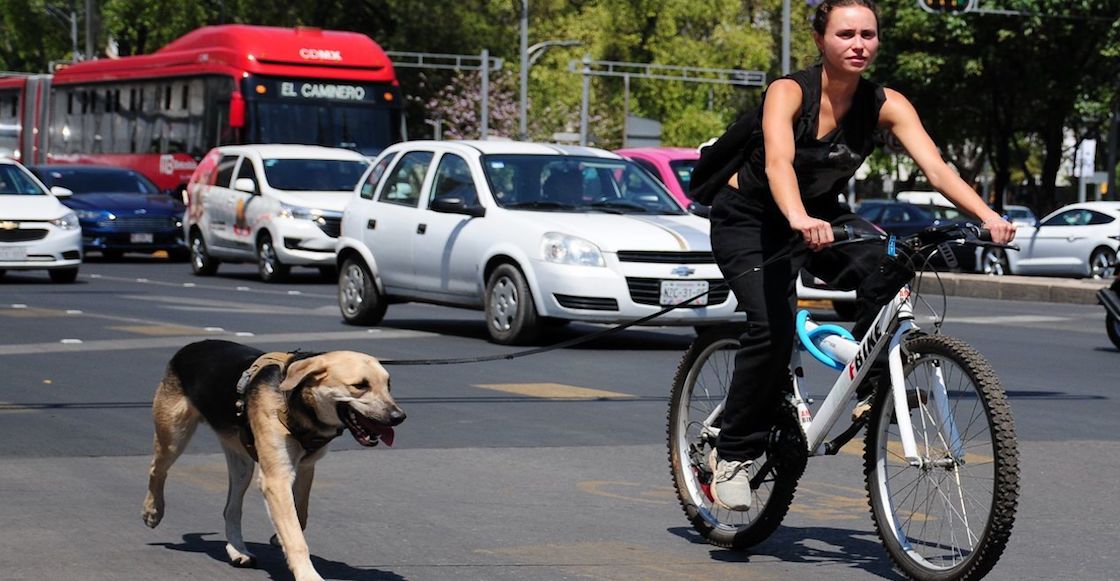 multas-tatuajes-animales-cdmx