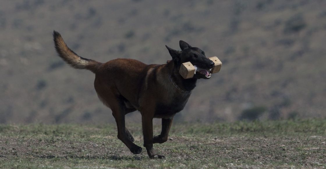 perrito-tonelada-cocaina-aeropuerto-cdmx-binomio-canino